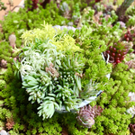 セダムの森(盛り)＊多肉植物＊カット苗＊成長期限定!!
