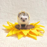 向日葵クッション