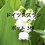 ドイツスズラン 白花 ポット 3株 スズラン 鈴蘭 山野草 多年