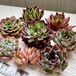 🌸母の日セット🌸基本セット8苗【多肉植物】【限定販売】