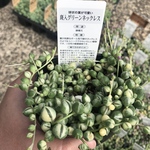 斑入りグリーンネックレス 多肉植物 抜き苗