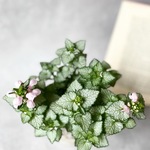 ラミウムラミ　ブラッシュ♡ピンクの花咲くカラーリーフ♡寄せ植えやハンギングに♡セール品