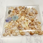 天然貝殻　シェル　アソート　素材　小−9  30g  沖縄　海