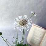 宿根スカビオサ♡アメジストスノー♡四季咲きの多花性品種です♡切花にも♡