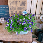 現品のみ♡ブルースター【素敵な寄せ植え】スーパーチュニア♪ビスタミニ♡取っ手つき白系ブリキ！ペチュニアガーデニング