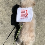 ご希望の文字を刺繍します　ハーフ犬にぴったり　リュックハーネス