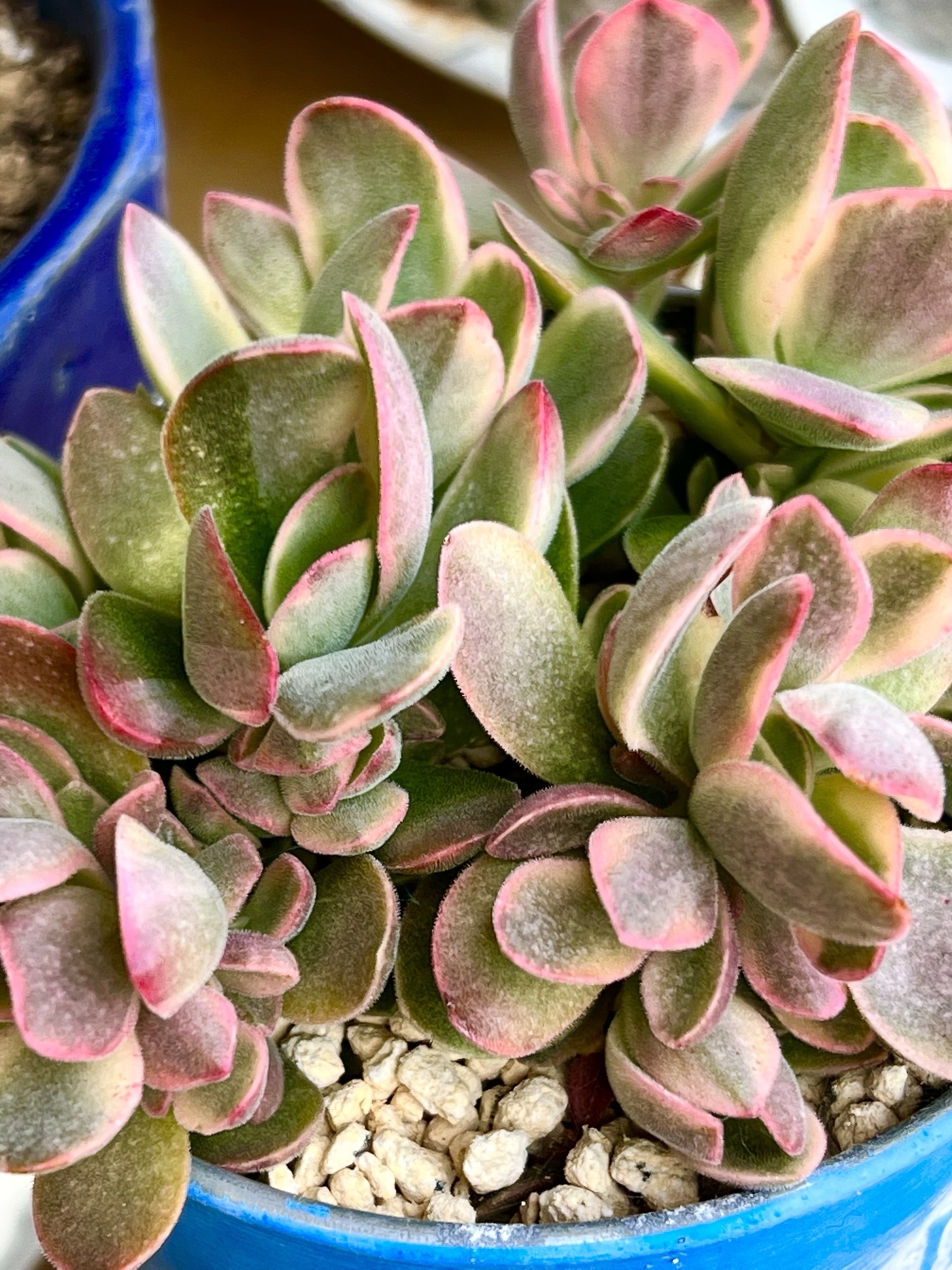 マルガンhy錦　希少　高級品　カット苗　多肉植物　匿名配送 多肉植物の錦が大好き😃 この綺麗な✨雪白マリア錦は✨蒲郡フェスタの