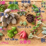 SALE 多肉植物 シェフのお任せサラダ小　普及種10〜15種詰め合わせ(オマケ付き)