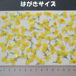 押し花　素材　リナリア(黄色)(６０枚)　②