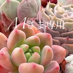 Mさま専用✢