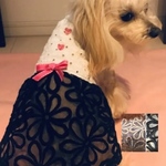 穴開きレースニットのワンピ 犬服