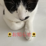 🌻お客様へお知らせ🌻
