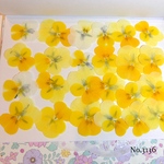 ♡new♡送料無料 ☆小さめビオラ☆ 押し花セット