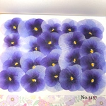 ♡new♡送料無料 ☆ビオラ☆ 押し花セット