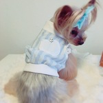 犬服　オーダー　ブルーストライプ　ブルゾン