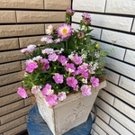 ラブリーな寄せ植え♡母の日ギフトにも
