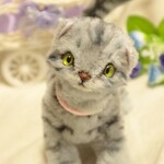アメリカンショートヘア＊サバトラ＊猫＊ねこ＊ぬいぐるみ＊アートドール＊可動式