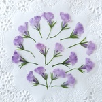 押し花 *No.161* ロベリア♡﻿薄紫色(横押し)