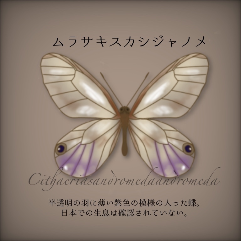 超貴重 蝶 標本 ムラサキスカシジャノメ ペア ( 剥製 頭骨 博物館 e6f553458c65452a77881bcf405ca7