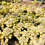 多肉植物　カット苗　10本セット
