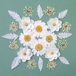 押し花セットA＜組み立てのお花＆ノースポール＆レースフラワー他＞