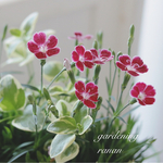 母の日ギフトフラワー🌸大人可愛い寄せ植え