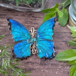ブルーグリーンのモルフォ蝶ブローチ（標本タイプ）（brooch of  butterfly〜Sealed time〜）