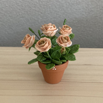  薔薇の花鉢　7
