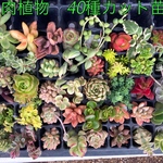多肉植物　カット苗　四〇種以上