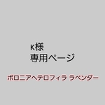 k様専用ページ ボロニアヘテロフィラ ラベンダー1点