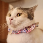 猫首輪《MS》リバティ モニカ カラフル