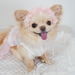 犬用花冠　