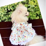 犬服　ボタニカル柄　オレンジ系　シャーリングワンピース