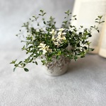 フォックスリータイム♡斑入りのタイム　グラウンドカバー　寄せ植え　カラーリーフ　植木鉢　花壇