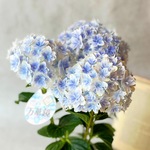 島根県オリジナル紫陽花♡万華鏡　底面吸水鉢付き