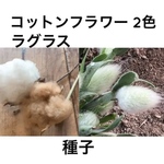コットンフラワー (白・ブラウン) ラグラス 種子 綿花