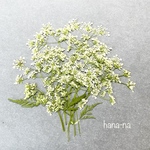🌿小さな小さなシャク　＊ 押し花