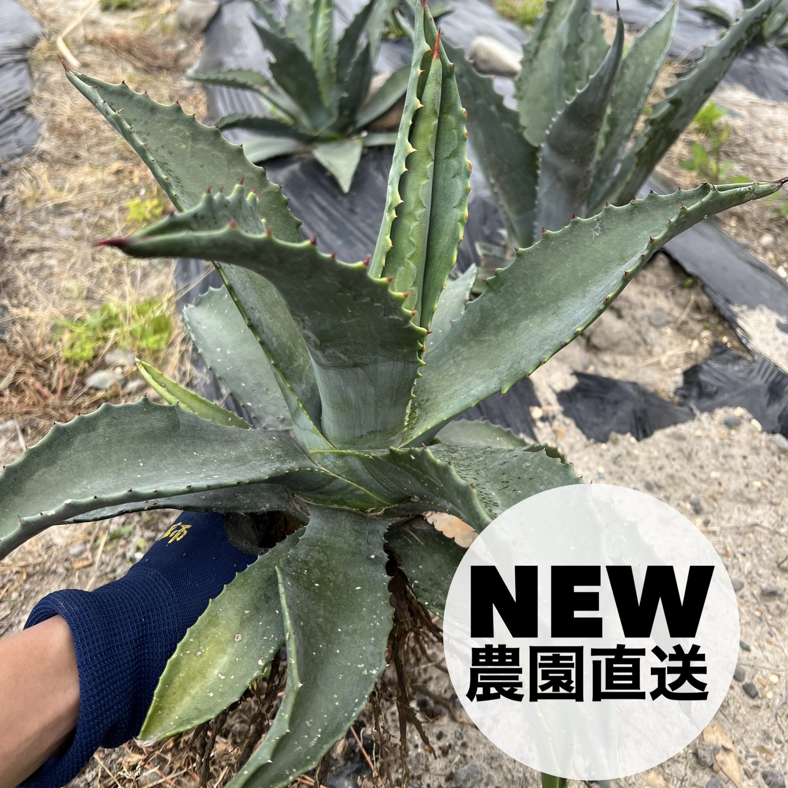 アガベ アメリカーナ 大株 ドライガーデン ロックガーデン 植物
