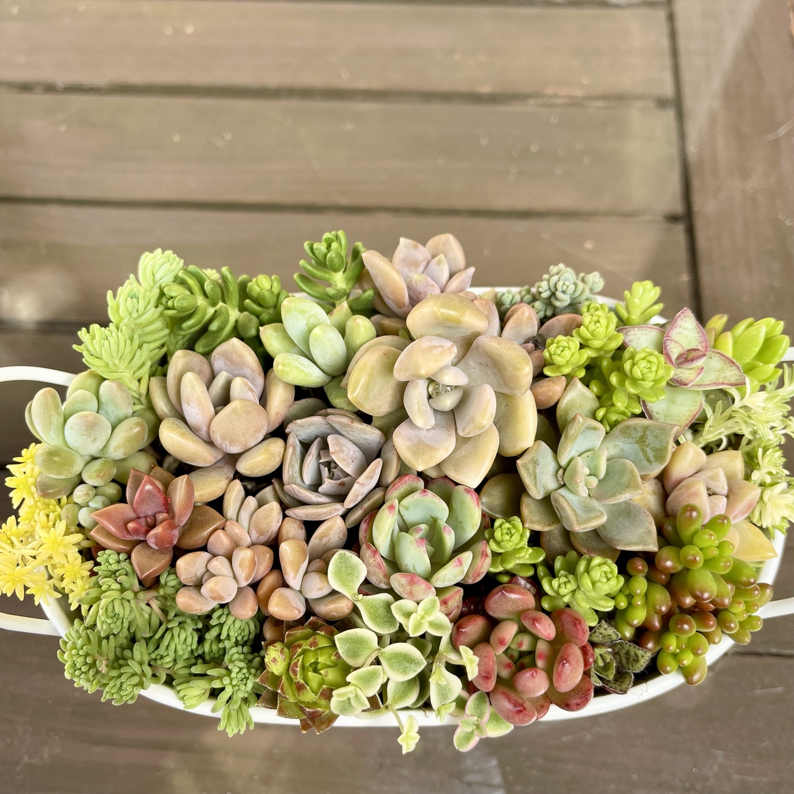 多肉植物寄せ植えシリーズ 可愛い黄色のおうち Www Shipsctc Org