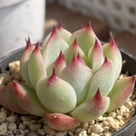 【桃太郎　エケベリア】♡多肉植物♡