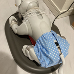 aiboちゃんのブルマー　ライトブルーの水玉
