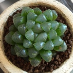 Hさま専用ページ。特大ハオルチア 雫石‼️ 直径 約 7㎝。とっても綺麗で整った形です。