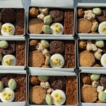 クッキー缶🌻　ケーキ屋さんとのコラボクッキー缶