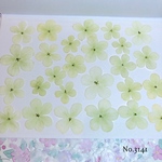 ♡new♡作家様必見♡ 人気のオオデマリがいっぱい♡ 押し花セット