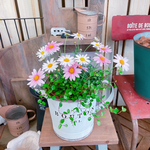 ステキ♡【さくらべーる♡ピンク系マーガレット寄せ植え】シンプルガーデニング♡白系ピッチャー型ブリキ鉢♡