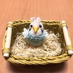 羽衣セキセイインコちゃん（水色）
