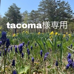 tacoma様専用ページ　開閉式ディスプレイ棚　【什器　陳列棚　飾り棚　シェルフ】