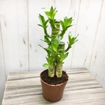 縁起物♡  風水  3株立ち  ミリオンバンブー