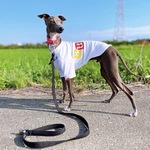 名入れ無料　BOXTシャツ 【 イタグレ 】犬服  Tシャツ　送料無料 ＃1103　イタグレ チワワ ダックス トイプー ポメラニアン ヨーキー　ドッグウエア　ドッグウェア