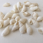 巻貝 シェル 40個